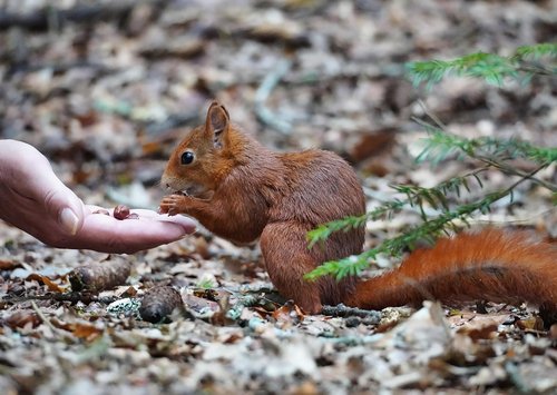 images