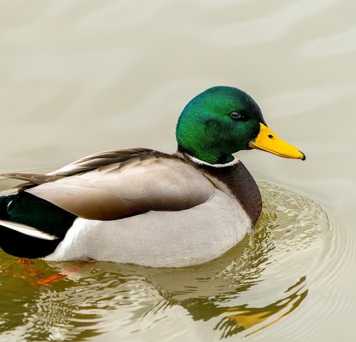 images